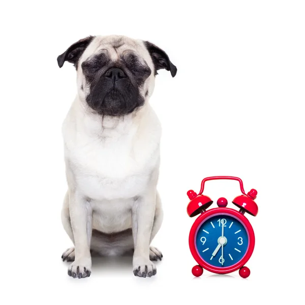 Dog mask Stock Photos, Royalty Free Dog mask Images Depositphotos®