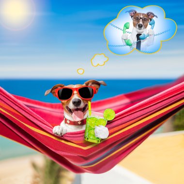 Yaz hamakta köpek 