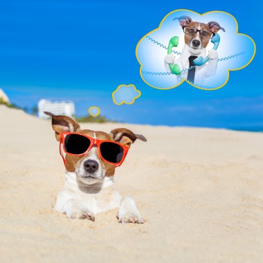 yaz tatil köpek 