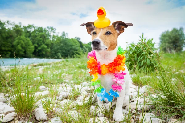 Yaz tatillerini köpek — Stok fotoğraf