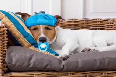 ateş ile hasta hasta köpek