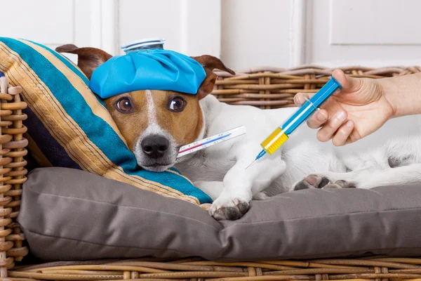 Doente cão com febre — Fotografia de Stock