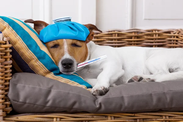 Doente cão com febre — Fotografia de Stock