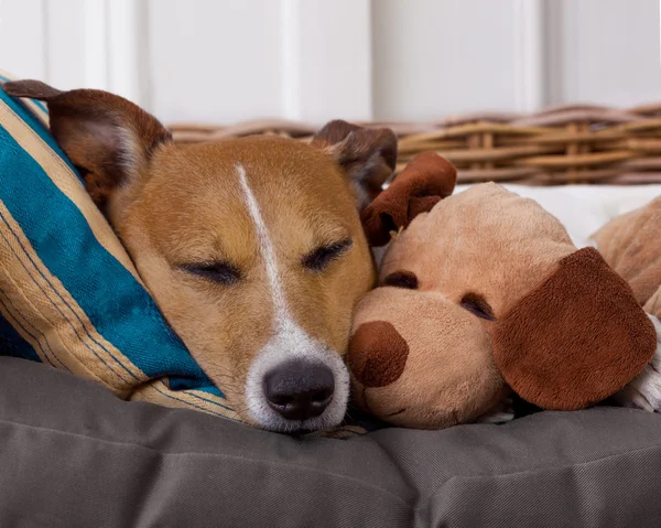 Cão acolhedor na cama com ursinho de pelúcia — Fotografia de Stock