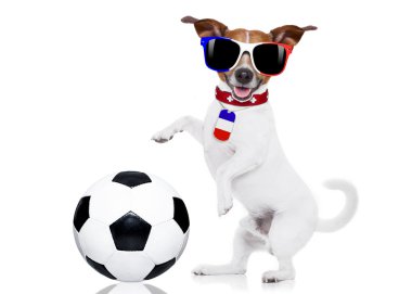 futbol futbol topu köpekle