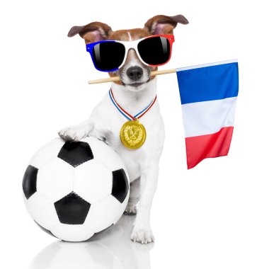futbol futbol topu köpekle