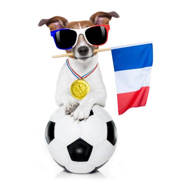futbol futbol topu köpekle