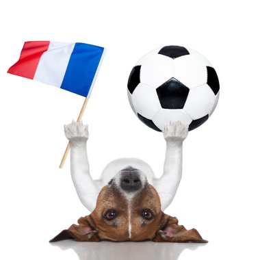 futbol futbol topu köpekle