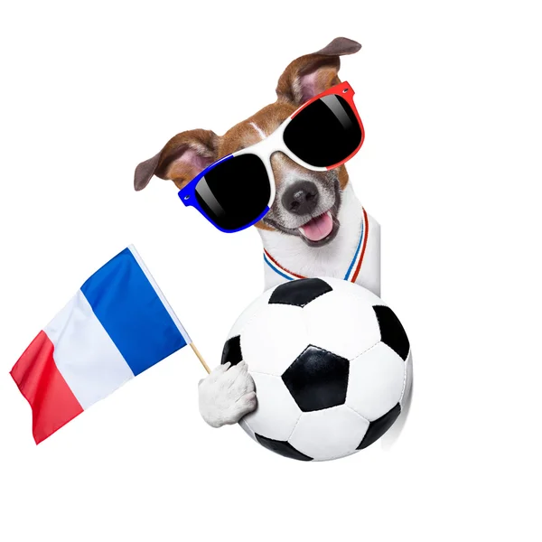 Футбольная собака с мячом — стоковое фото