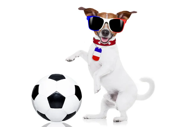 Fútbol perro de fútbol con pelota — Foto de Stock