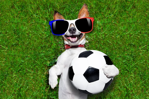 Grappig voetbal hond — Stockfoto