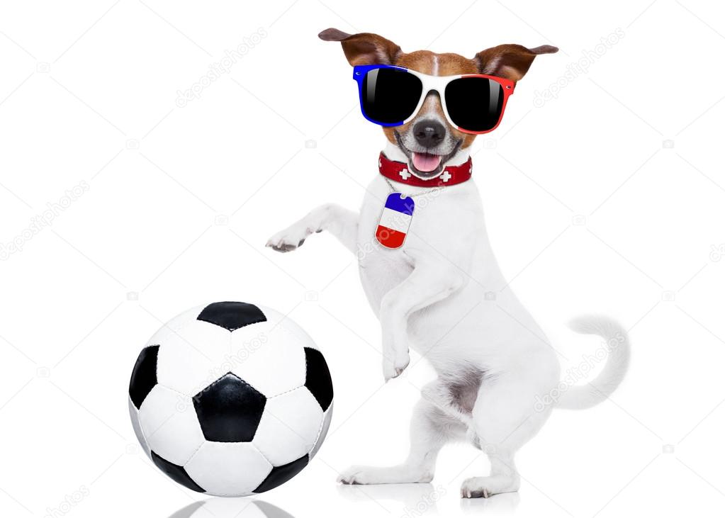 soccer football dog with ball