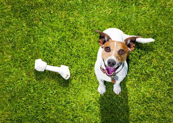 Jugar perro mirando hacia arriba — Foto de Stock