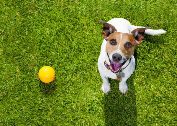 Cão brincando com brinquedo ou osso — Fotografia de Stock