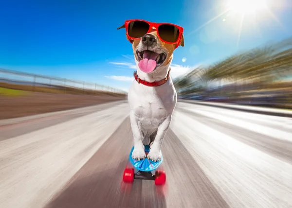 Skater hond op skateboard — Stockfoto