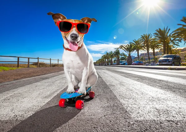Skaterhund auf Skateboard — Stockfoto