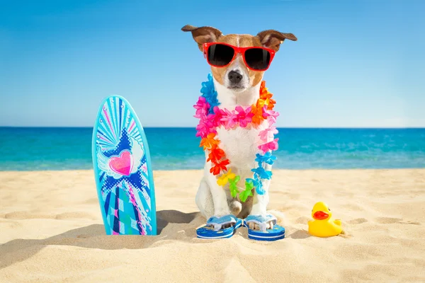 Surfer dog beach — Stock Photo, Image