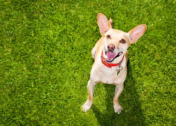 Cão brincando com brinquedo ou osso — Fotografia de Stock