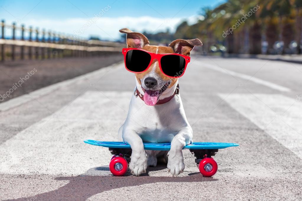 Skater dog on skateboard — Stock Photo © damedeeso #113342186