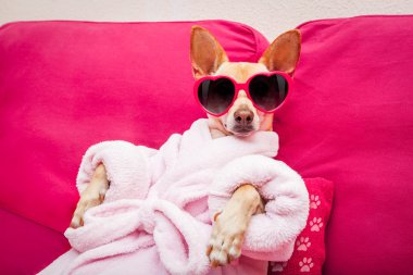 köpek spa sağlık