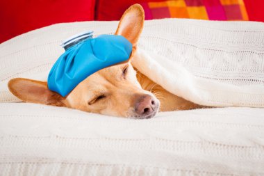 Hasta hasta uyku köpek 