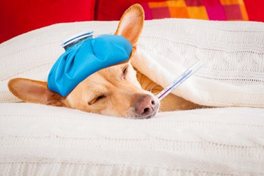 Hasta hasta uyku köpek 
