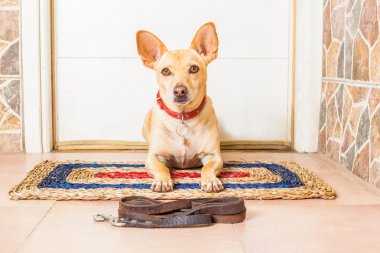 Köpek ve Sahibi  