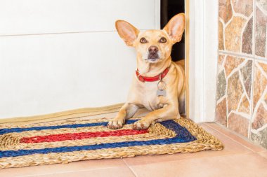 Köpek ve Sahibi  