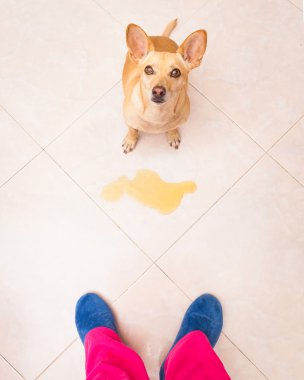 köpek çiş sahibi evde