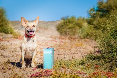 terk edilmiş ve kayıp köpek