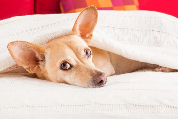 Dog sick , ill or sleeping — Stock Photo, Image