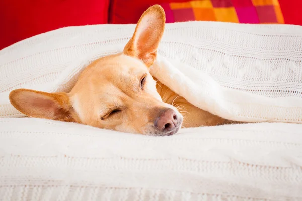 Hund sjuk, sjuk eller sovande — Stockfoto