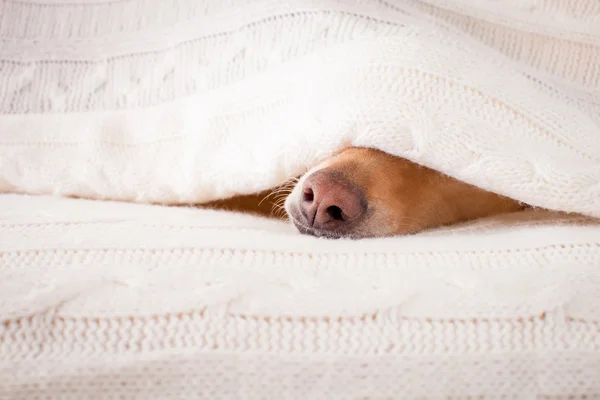 Hund sjuk, sjuk eller sovande — Stockfoto