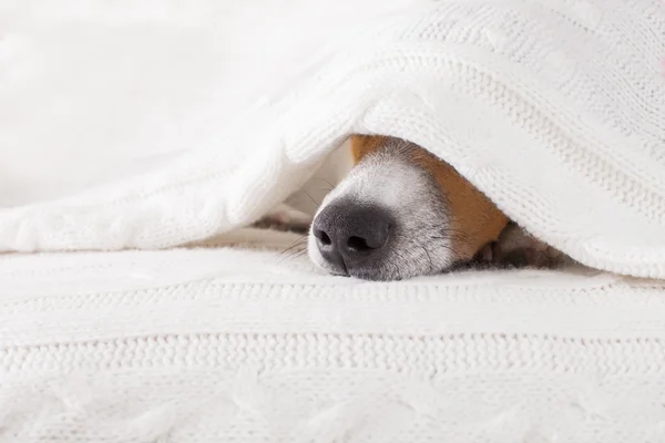 Anjing sakit, sakit atau tidur — Stok Foto