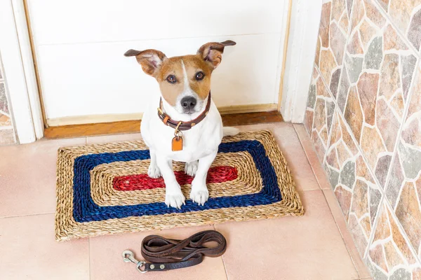 Psa i właściciela ze smyczy — Zdjęcie stockowe