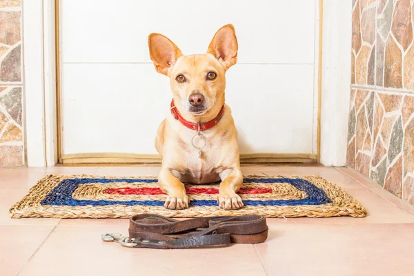 Dog and owner — Stock Photo, Image