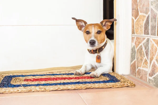 Hund und Herrchen — Stockfoto