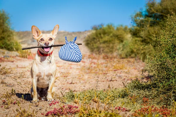 Cão abandonado e perdido — Fotografia de Stock