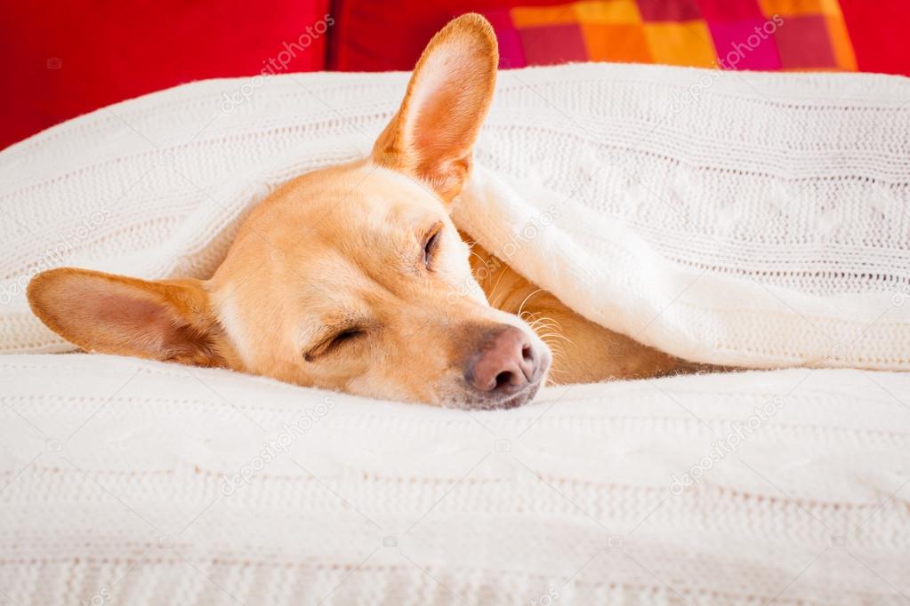 Why Do Chihuahuas Like To Be Under The Covers