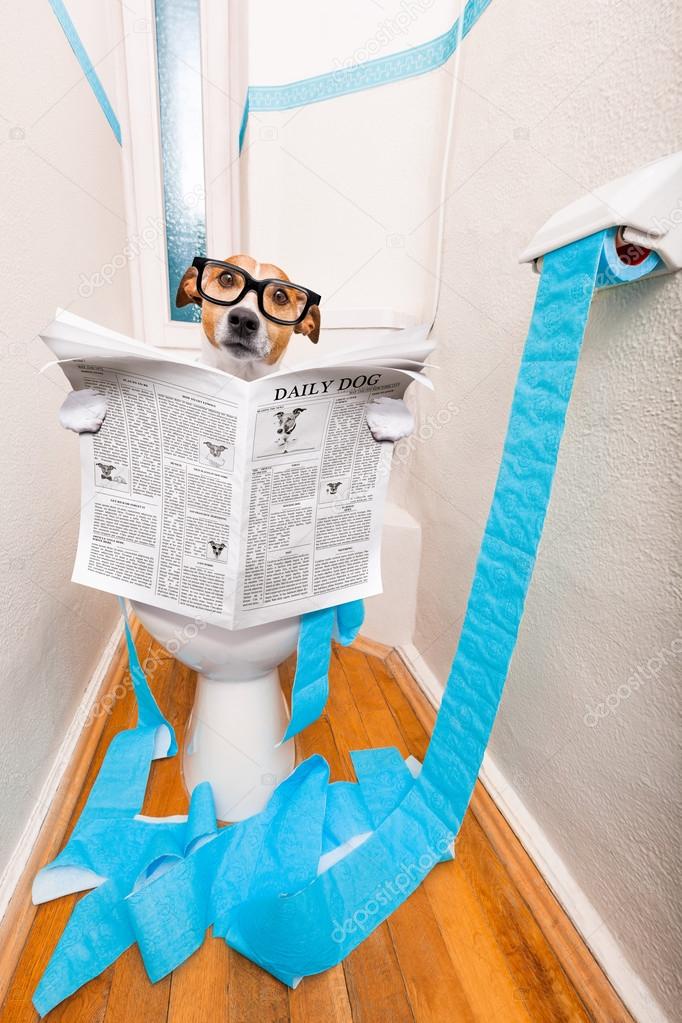 dog on toilet seat and newspaper