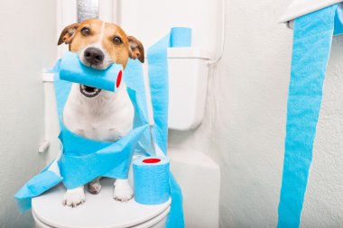 Klozet kapağı üzerinde köpek 