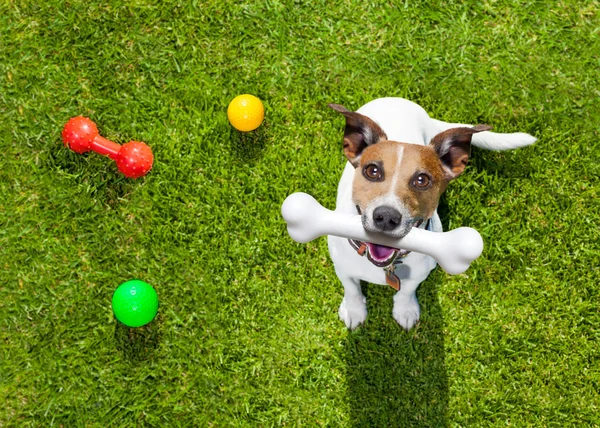 Spela hund tittar upp — Stockfoto