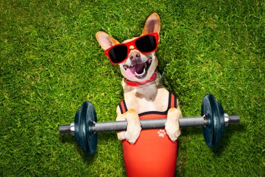 kişisel antrenör spor fitness köpek