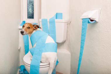 dog on toilet seat and paper rolls clipart