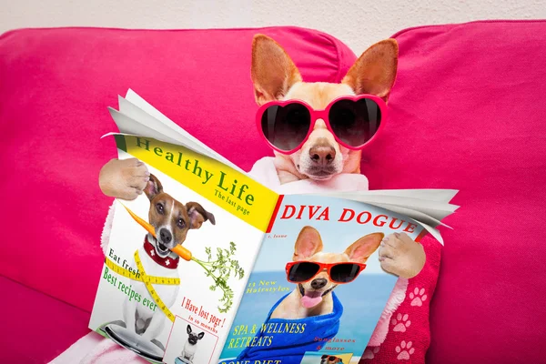 Perro spa wellness lectura revista —  Fotos de Stock