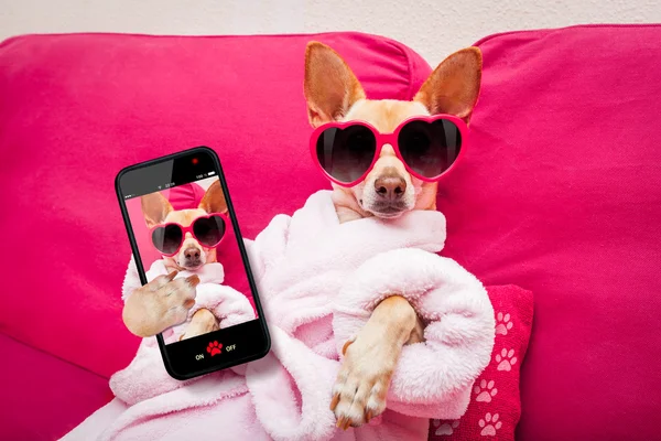 Hund selfie wellness spa — Stockfoto