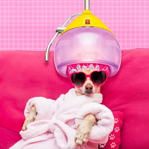 Dog spa wellness — Stock Photo, Image