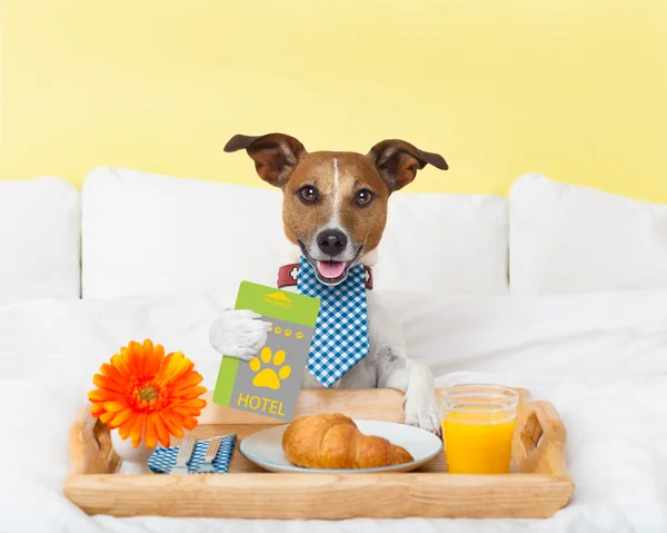 Servicio de habitaciones de Hotel con perro — Foto de Stock