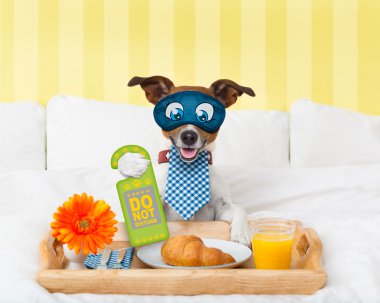 köpek işaretiyle rahatsız etmeyin