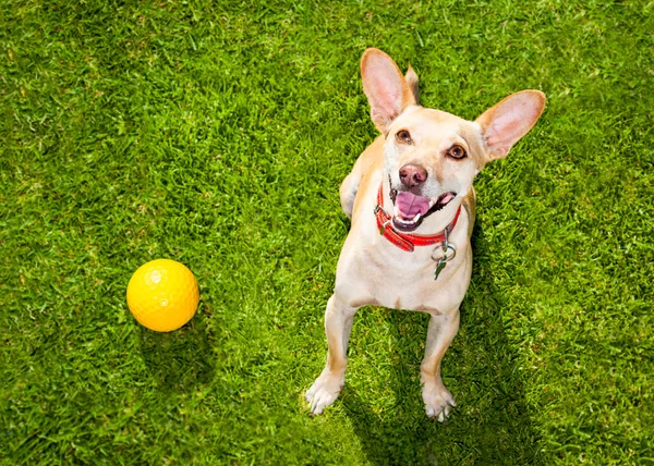 Perro juega con el propietario mirando hacia arriba — Foto de Stock